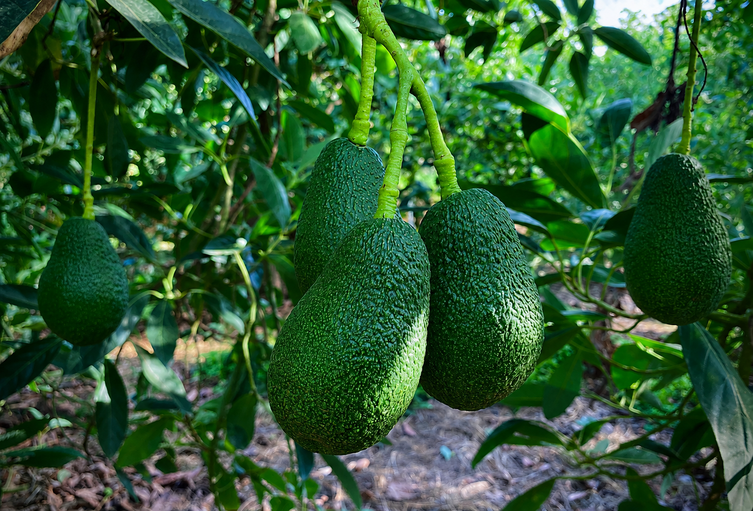 Racimo de Palta Hass en el árbol, Fundo Los Graneros