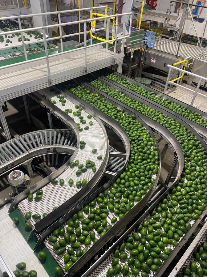 Línea de selección y calibrado de Palta Hass en planta de empaque